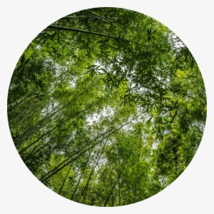 The History Of Chinese Bamboo Is Very Interesting And - Circle