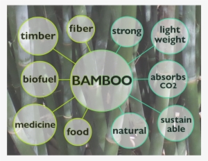 Bamboo Uses And Properties - Kiss My Face