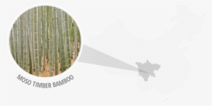 Moso Timber Bamboo - Pine