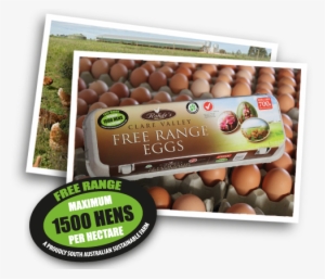 Eggcarton2 - 1500 Hens Per Hectare