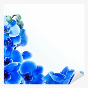 Sfondo Orchidea Blu