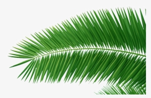 A Large Piece Of Iron Tree Leaves Transparent Plant - Christ The Redeemer