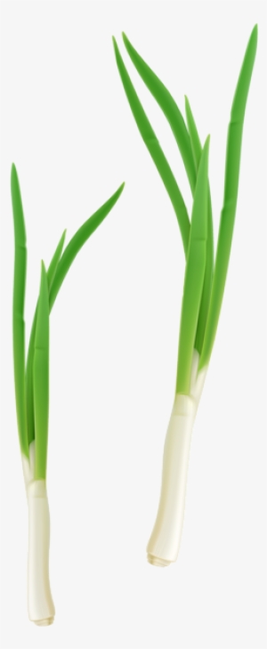 Green Fresh Onion Png Clipart - Cebolla De Verdeo Planta