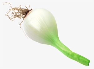 Onion Scanned - Wikimedia Commons