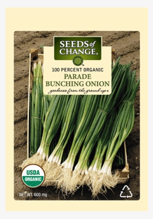 Organic Parade Bunching Onion Seeds - Seeds Of Change