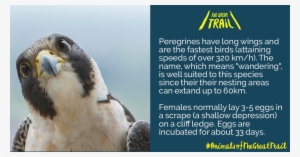 5 Mar - Peregrine Falcon