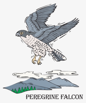 The Peregrine's Journey - Science