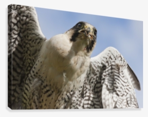 Peregrine Falcon - Posterazzi Peregrine Falcon (falco Peregrinus) Windermere