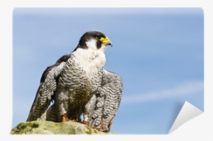 Peregrine Falcon