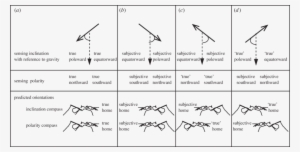 Experimentally Distinguishing An Inclination Compass - Magnetic Dip