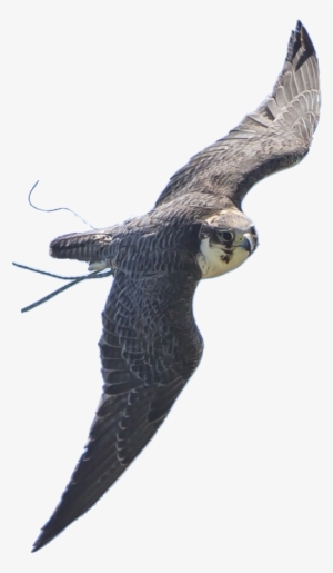 Falconry Display Team - Peregrine Falcon