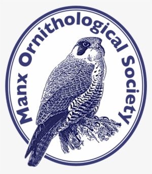Manx Ornithological Society - Parrot