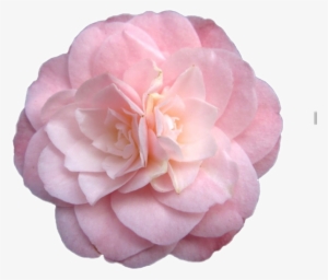 Flower Sticker Png Niche Nichememe Freetoedit Flowers - Pink Flowers Tumblr Transparent