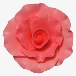 2" Formal Rose - Garden Roses