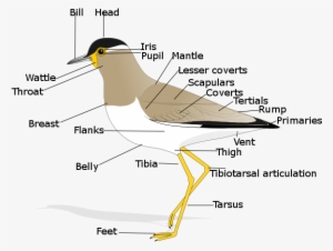 Birdmorphology - Anatomy Of A Bird