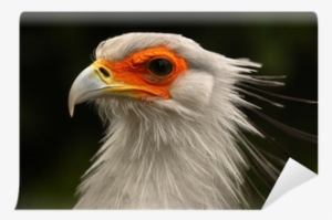 Head