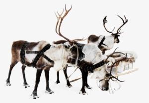 Enjoy 60% Off Any Website Template - Rudolph The Red-nosed Reindeer, Red