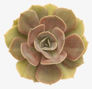 Echeveria 'lolita' - Molded Wax Agave