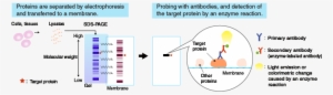 The Membrane With Transferred Proteins Is Then Probed - Western Blot Principle