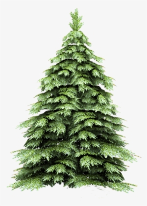 Fir-tree Png Image - Brush Photoshop Free Pine Tree