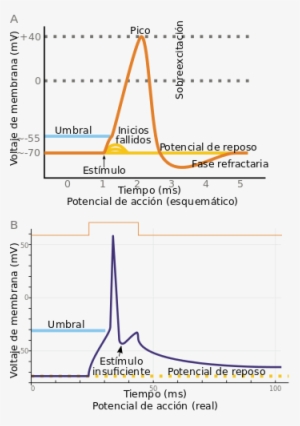 Vista Esquemática D'un Potencial D'acción Ideal, Amosando - Potencial De Accion Neuronal