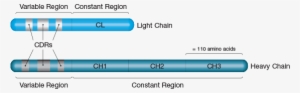 The Variable Regions Of Both Chains Localize To The - Immunoglobulins N Terminal