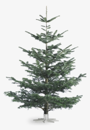 Noble Fir