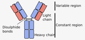Antibodies Consist Of A Pair Of “heavy Chains” And - Antibody