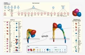 Anti-integrin Antibodies - Integrin 12g10