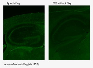 Abreview Image - Colorfulness