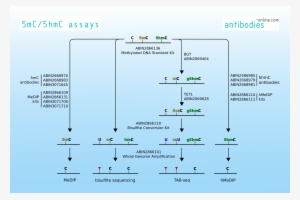 Genome Wide Dna Methylation Patterns - 5-hydroxymethylcytosine