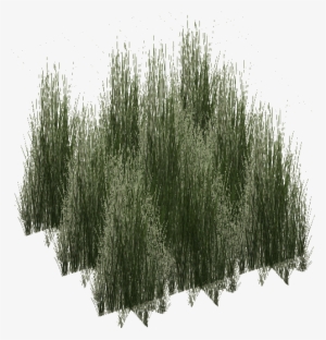 Rainforest Grass Tall - Tall Grass Render