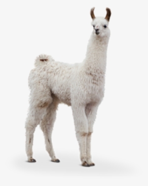 Report Abuse - Llama Stock