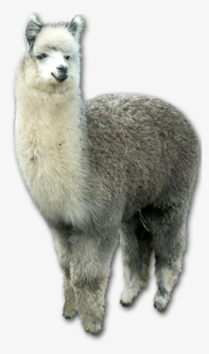 Alpaga-krefft - Lama Png