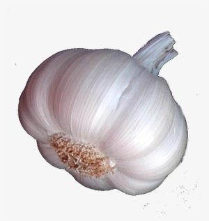 Ajo Ecológico - Cabeza De Ajo Png