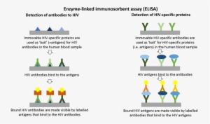 Elisa - Hiv Elisa