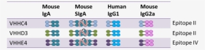 Furthermore, Iga Based Antibodies Will Also Be Expressed - Circle