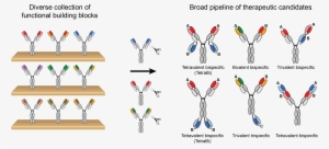 Multimab™ Antibody Engineering Platform - Logo