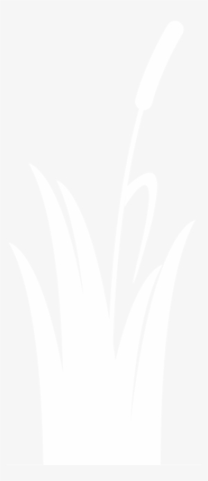 Ornamental Foliage - Grasses