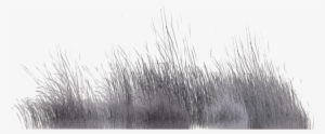 Winter Vegetation By Wolverine041269 On Deviantart - Png Plants Black And White
