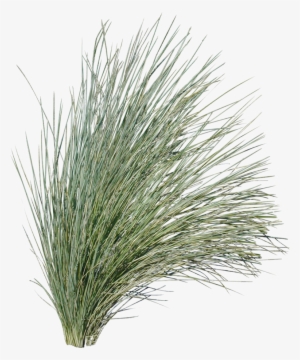 Poa Labillardieri - Australian Native Grass Png