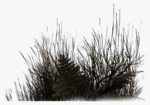 Black Grass Png Download - Vegetation Render Png
