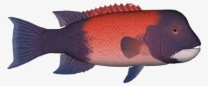 California Sheephead