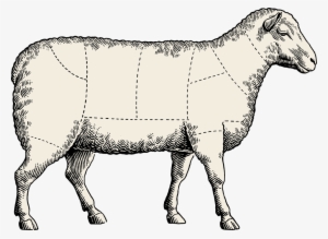 If You're New To Cooking Lamb, Simply Treat It Like - Sheep Meat Cuts Blank