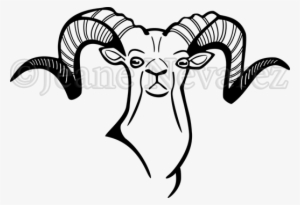 Side And Frontal View Of The Head - Sheep