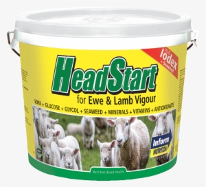 Headstartsheepbucket - Sheep