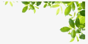 Duas Folhas Png - Floral & Flower Wall Mural 2