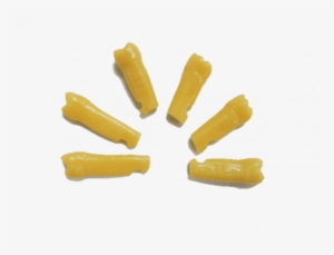 Dente 3º Molar N - Dentes Para Manequim Periodontia