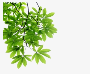 Spring Leaf Transparent - Balanced Guru - Razzle Dazzle Hair Oil - 1 Oz.