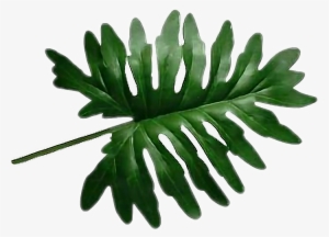 Folhas Sticker - Hoja De Planta Png